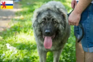 Read more about the article Šarplaninac breeders and puppies in Limburg