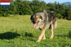 Read more about the article Šarplaninac breeders and puppies in the Netherlands