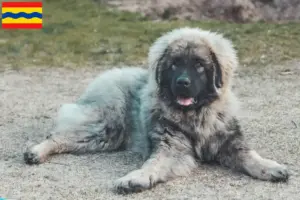 Read more about the article Šarplaninac breeders and puppies in Overijssel