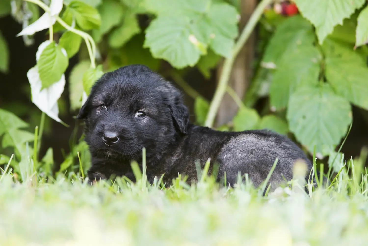 Buying a Šarplaninac puppy means taking responsibility! Buy Šarplaninac puppies.