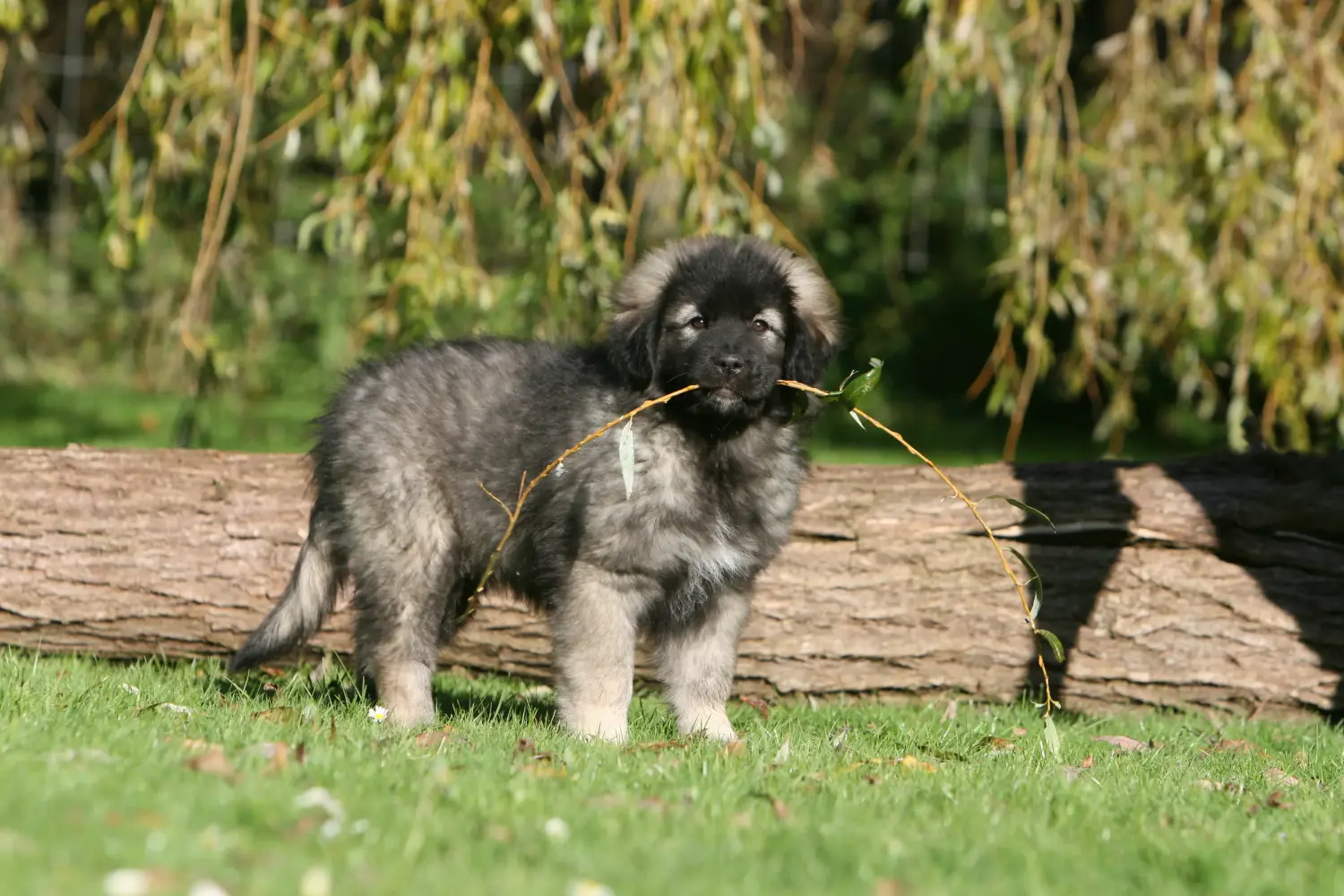 Buying a Šarplaninac puppy means taking responsibility! Buy Šarplaninac puppies.