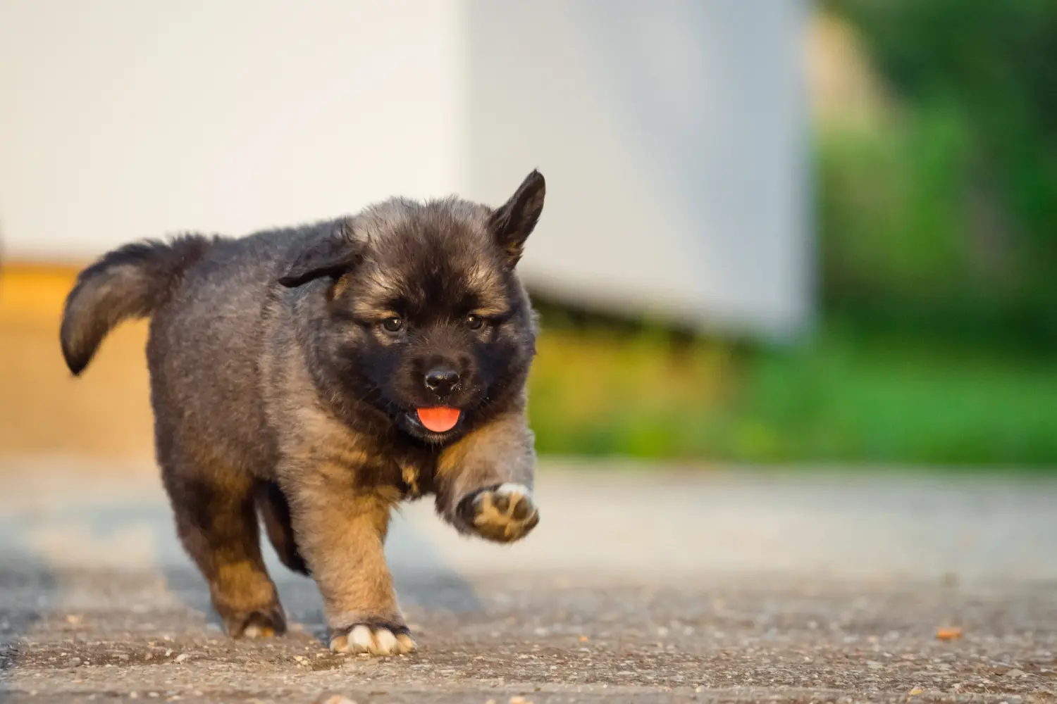 Buying a Šarplaninac puppy means taking responsibility! Buy Šarplaninac puppies.