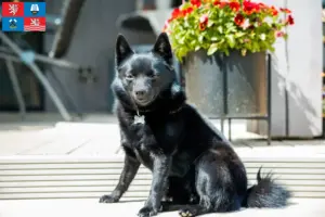 Read more about the article Schipperke breeders and puppies in Karlsbad
