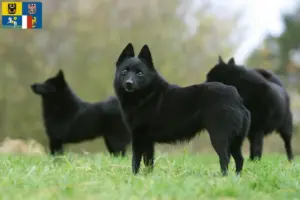 Read more about the article Schipperke breeders and puppies in Moravia-Silesia