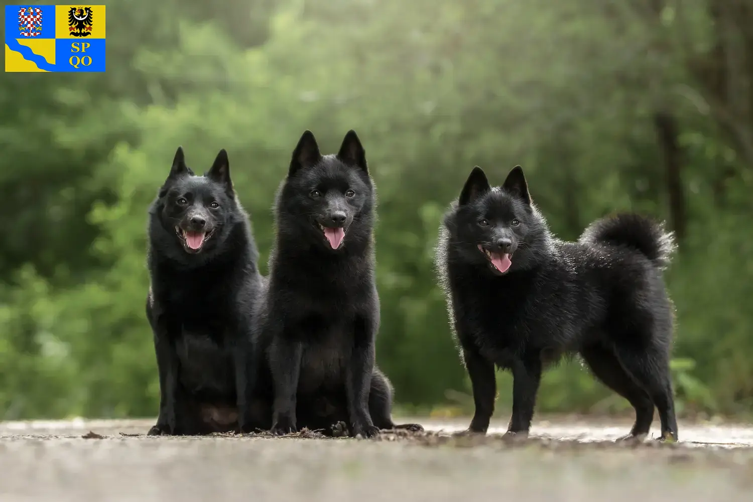 Schipperke puppies and breeders Olomouc Here you can find Schipperkes breeders in Olomouc.