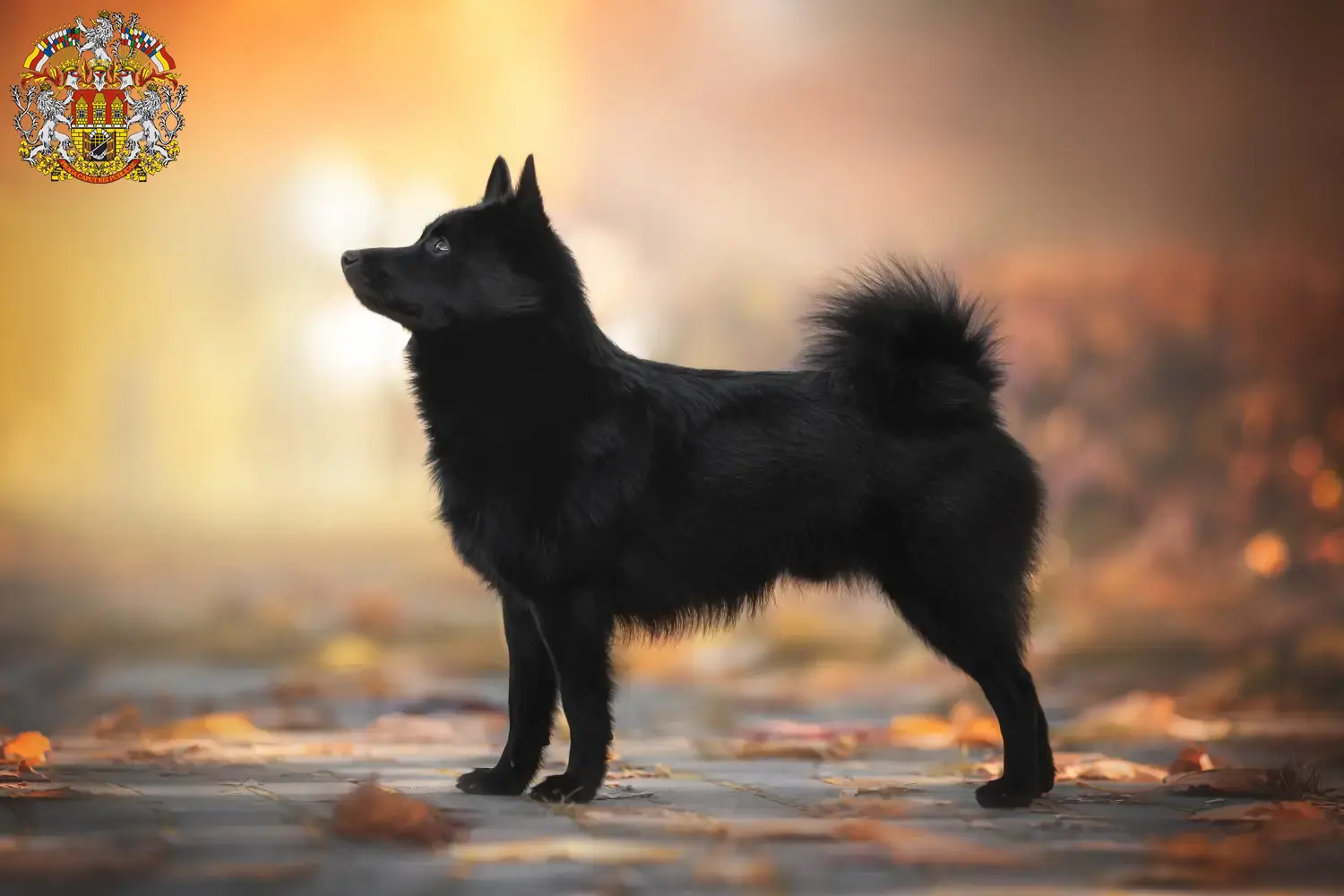 Read more about the article Schipperke breeders and puppies in Prague