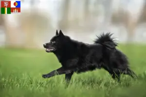 Read more about the article Schipperke breeders and puppies in South Bohemia