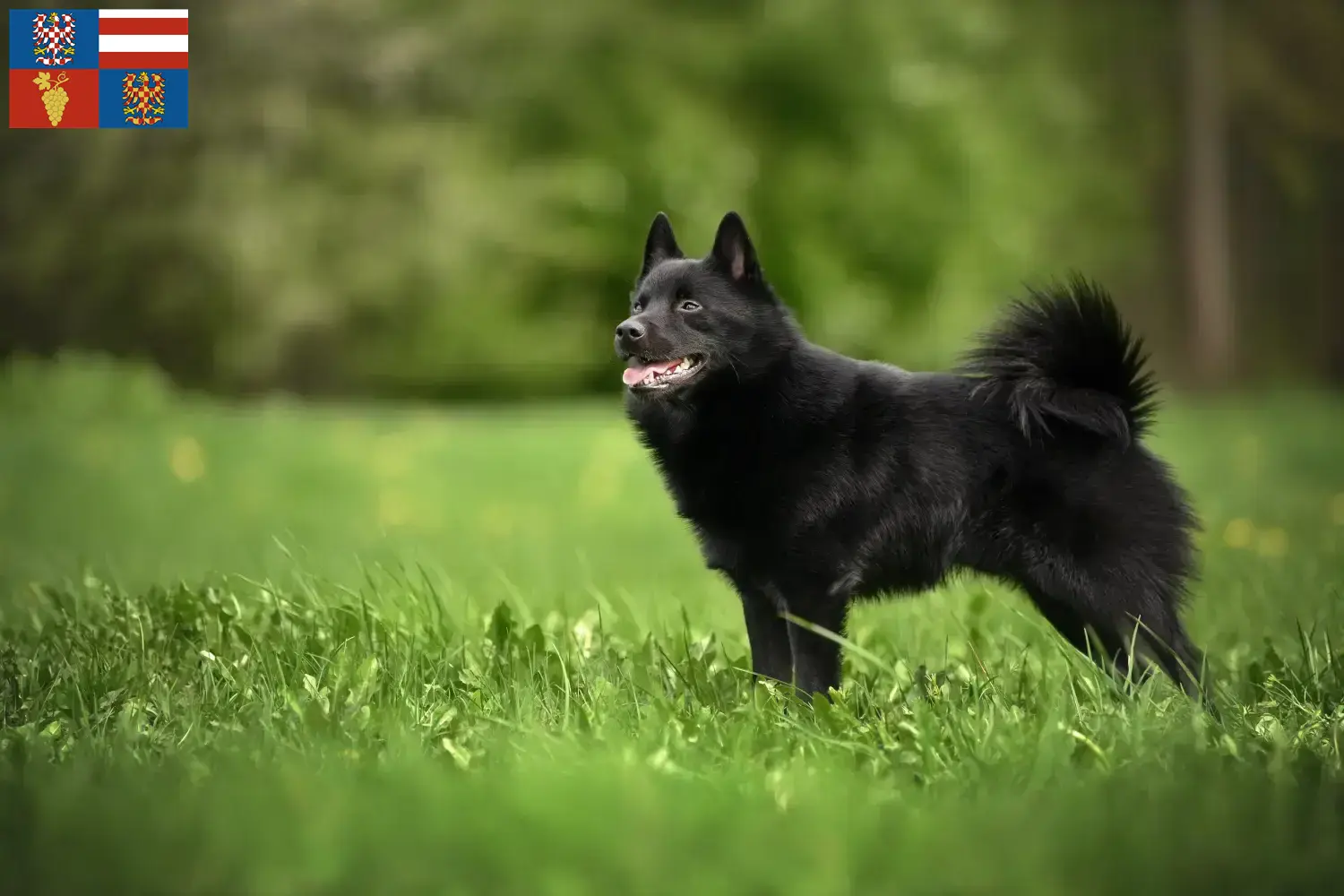 Schipperke puppies and breeders South Moravia Here you can find Schipperkes breeders in South Moravia.
