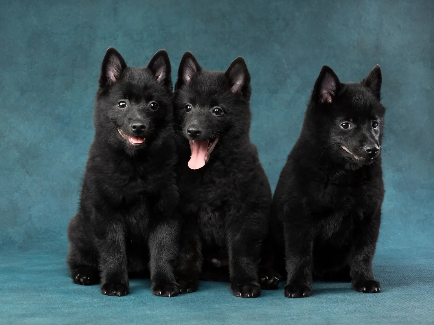 Buying a Schipperke puppy means taking responsibility! Buy Schipperke puppies.