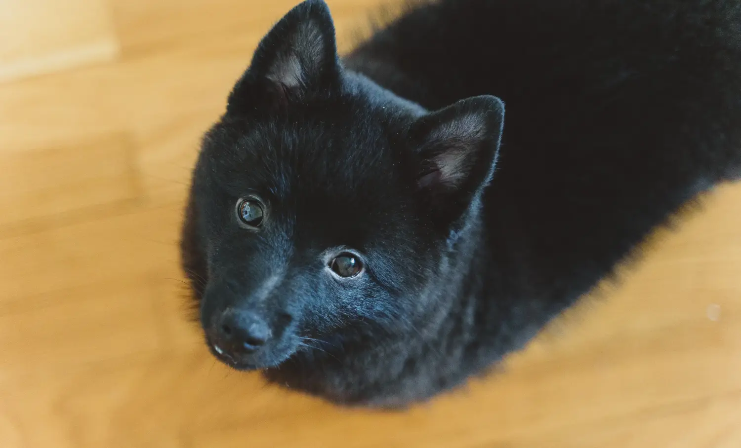 Buying a Schipperke puppy means taking responsibility! Buy Schipperke puppies.