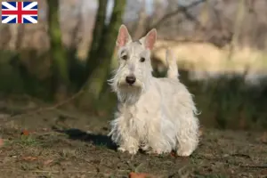 Read more about the article Scottish Terrier breeders and puppies in Great Britain