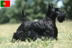 Read more about the article Scottish Terrier breeders and puppies in Portugal