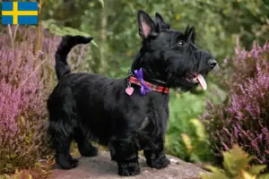 Read more about the article Scottish Terrier breeders and puppies in Sweden