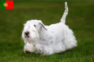Read more about the article Sealyham Terrier breeders and puppies in Portugal