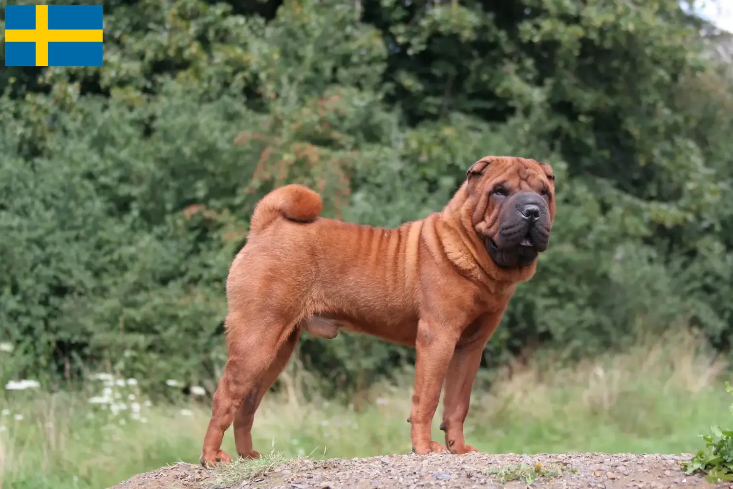 Read more about the article Shar-Pei breeders and puppies in Sweden