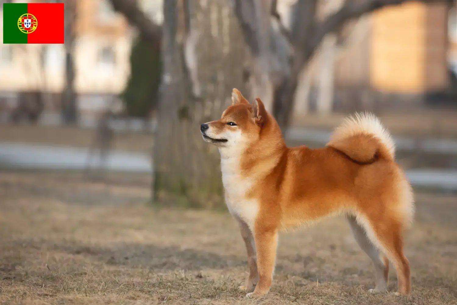 Read more about the article Shiba breeders and puppies in Portugal