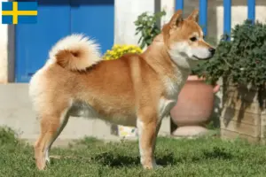 Read more about the article Shiba breeders and puppies in Sweden
