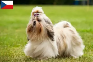 Read more about the article Shih Tzu breeders and puppies in the Czech Republic