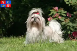 Read more about the article Shih Tzu breeders and puppies in Hradec Králové