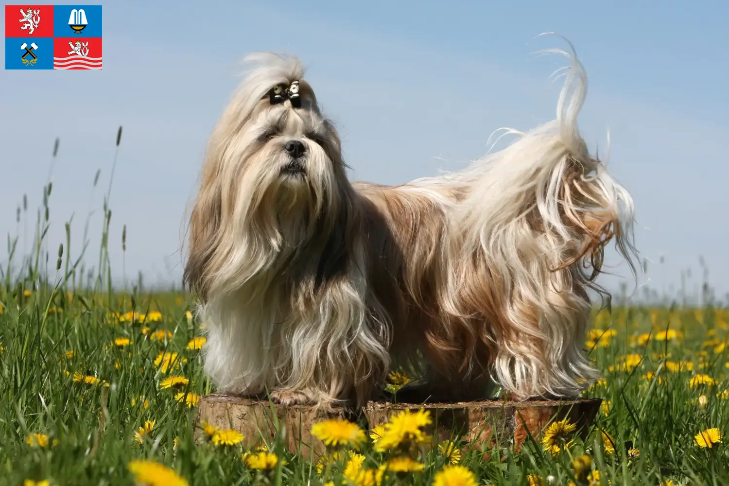 Read more about the article Shih Tzu breeders and puppies in Karlsbad