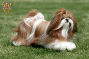 Read more about the article Shih Tzu breeders and puppies in Prague