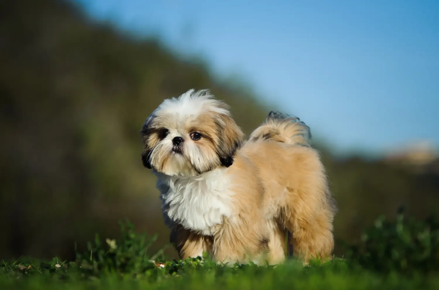 Buying a Shih Tzu puppy means taking responsibility! Buy Shih Tzu puppies.