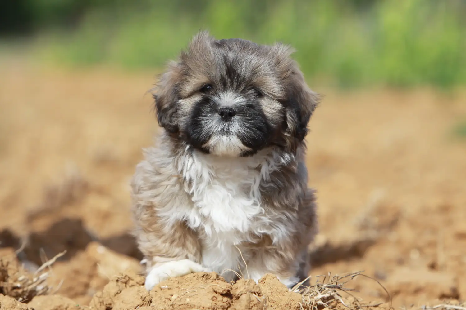 Buying a Shih Tzu puppy means taking responsibility! Buy Shih Tzu puppies.
