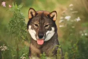 Read more about the article Shikoku breeders and puppies in Hovedstaden