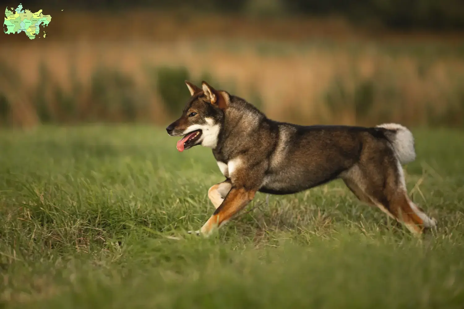 Read more about the article Shikoku breeders and puppies in Midtjylland