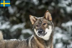 Read more about the article Shikoku breeders and puppies in Sweden