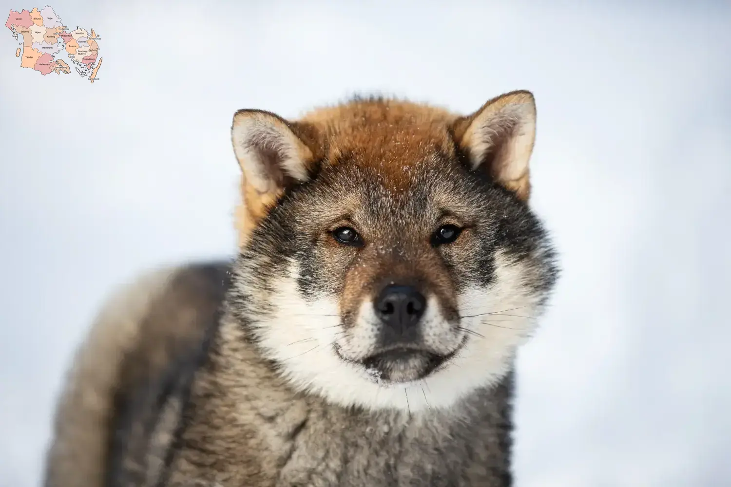 Shikoku puppies and breeders Syddanmark Here you can find Shikoku breeders in Syddanmark.