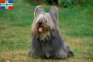 Read more about the article Skye Terrier breeders and puppies in Groningen
