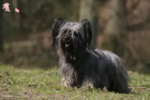 Read more about the article Skye Terrier breeders and puppies in Hovedstaden