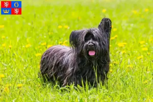 Read more about the article Skye Terrier breeders and puppies in Hradec Králové