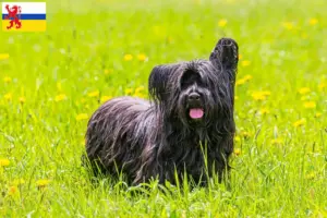 Read more about the article Skye Terrier breeders and puppies in Limburg