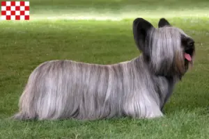 Read more about the article Skye Terrier breeders and puppies in North Brabant