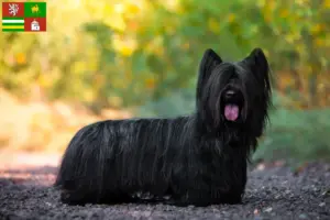 Read more about the article Skye Terrier breeders and puppies in Pilsen
