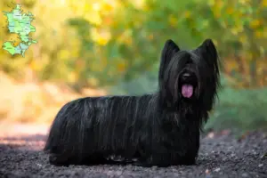 Read more about the article Skye Terrier breeders and puppies in Sjælland