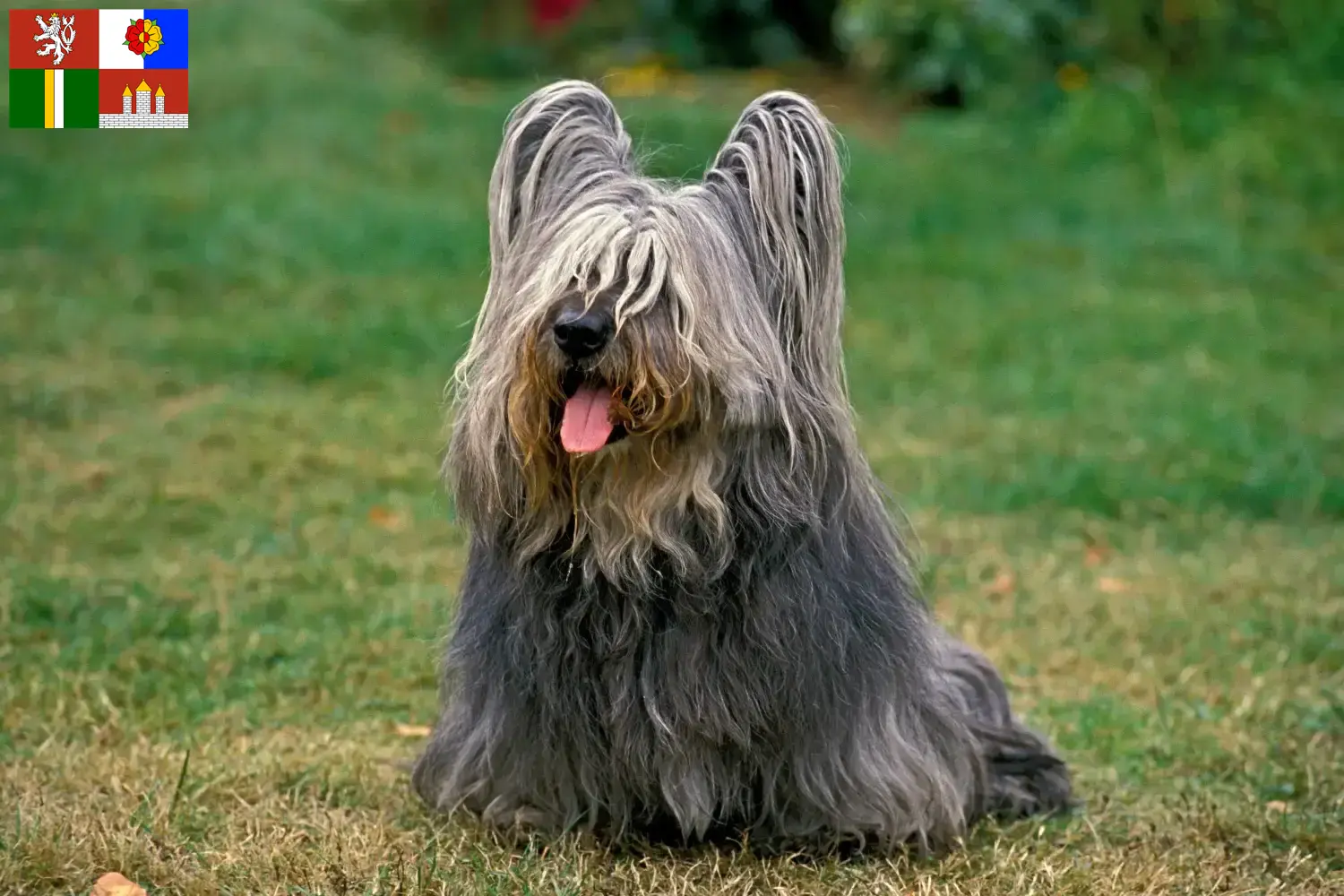 Read more about the article Skye Terrier breeders and puppies in South Bohemia