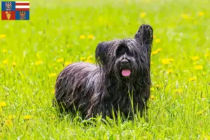 Read more about the article Skye Terrier breeders and puppies in South Moravia