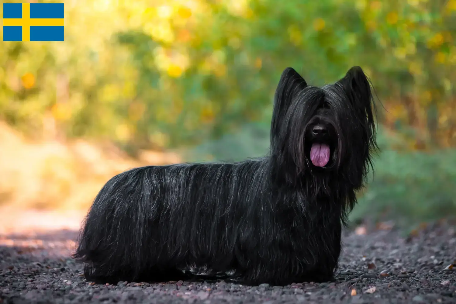 Read more about the article Skye Terrier breeders and puppies in Sweden
