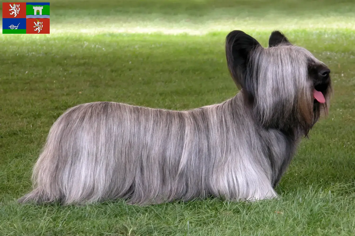 Read more about the article Skye Terrier breeders and puppies in Ústí