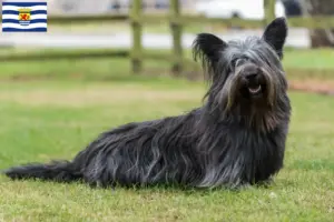 Read more about the article Skye Terrier breeders and puppies in Zeeland