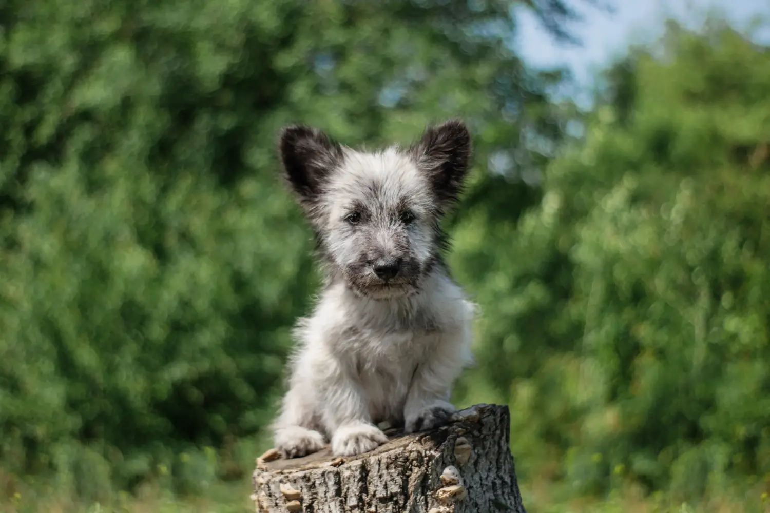 Buying a Skye Terrier puppy means taking responsibility! Buy Skye Terrier puppies.
