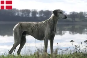 Read more about the article Sloughi breeders and puppies in Denmark