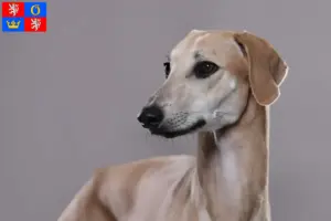 Read more about the article Sloughi breeders and puppies in Hradec Králové