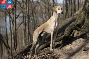 Read more about the article Sloughi breeders and puppies in Karlsbad