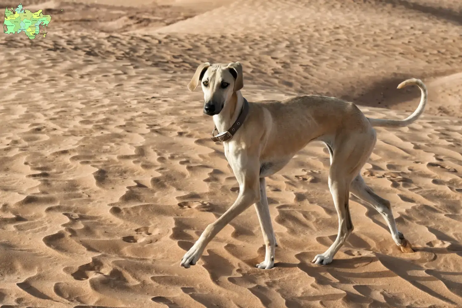 Read more about the article Sloughi breeders and puppies in Midtjylland