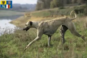 Read more about the article Sloughi breeders and puppies in Moravia-Silesia