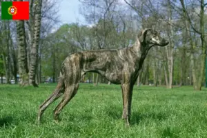 Read more about the article Sloughi breeders and puppies in Portugal